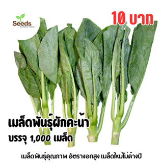 เมล็ดพันธุ์ผักคะน้า บรรจุ 1,000 เมล็ด