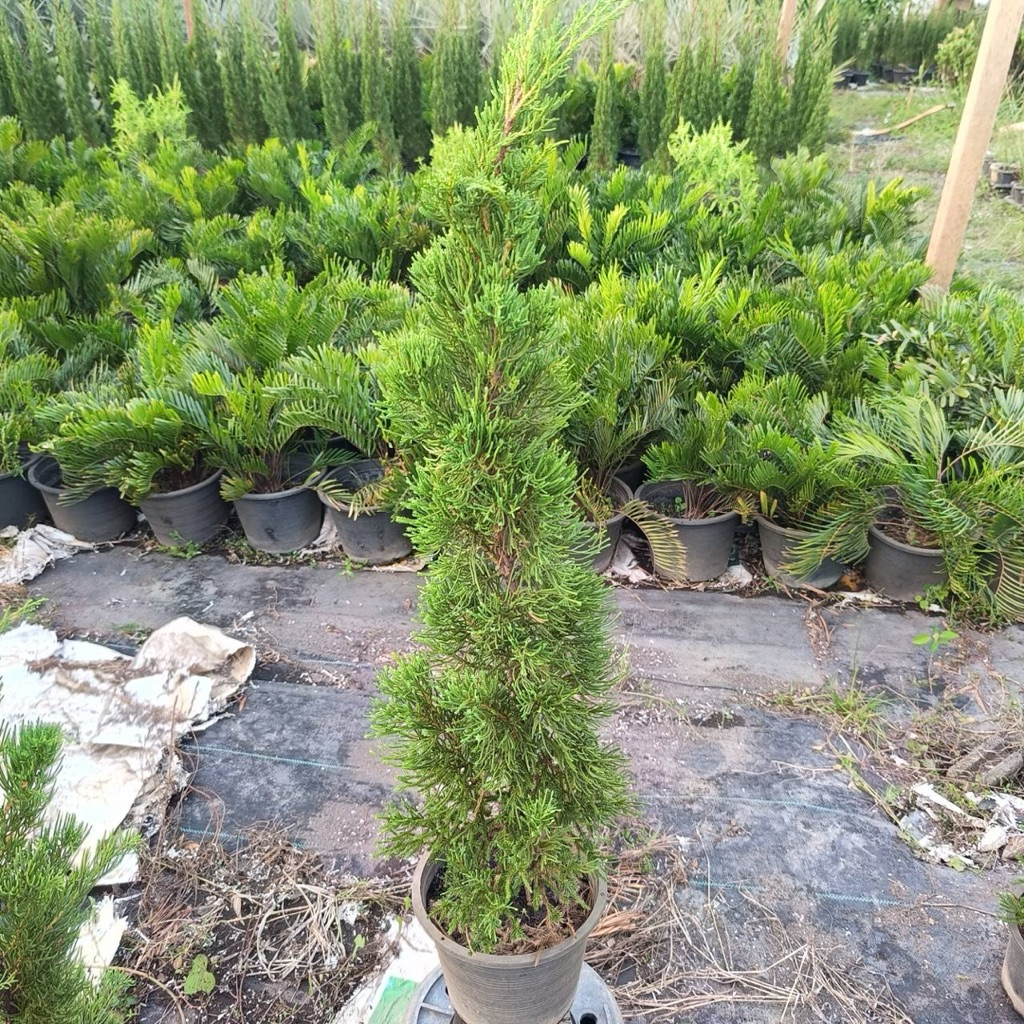 สนมังกร (Juniperus chinensis) 🐲 ฟอร์มสวย ตัดเเต่ง จัดสวน พร้อมกระถาง 8 นิ้ว สูงประมาน 60-75 ซม.
