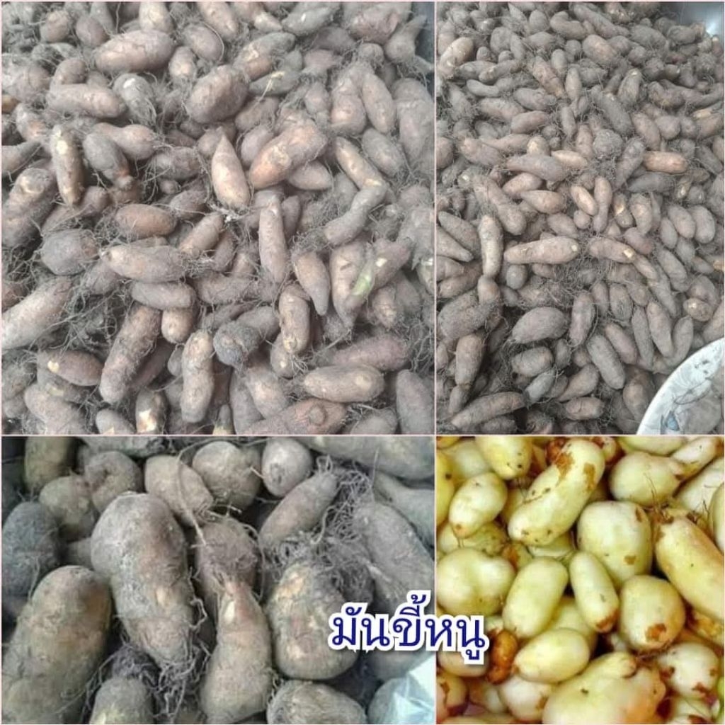 มันขี้หนู ขนาด500กรัม ราคา37บาท