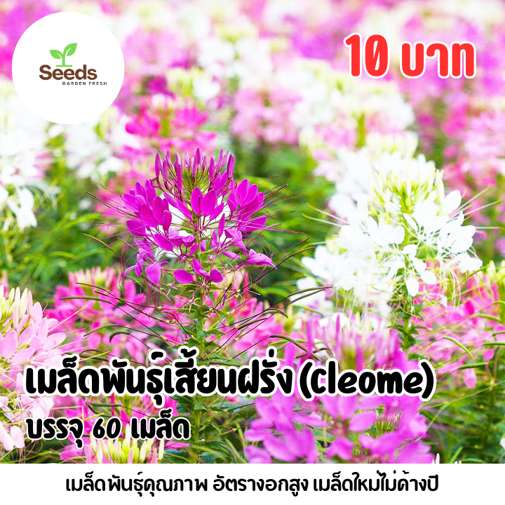 เมล็ดพันธุ์ดอกเสี้ยนฝรั่งคละสี บรรจุ 60 เมล็ด