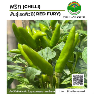เมล็ดพันธุ์ผักสวนครัว พริก พันธุ์เรดฟิวรี ( ขนาด 1 กรัม ) รห…