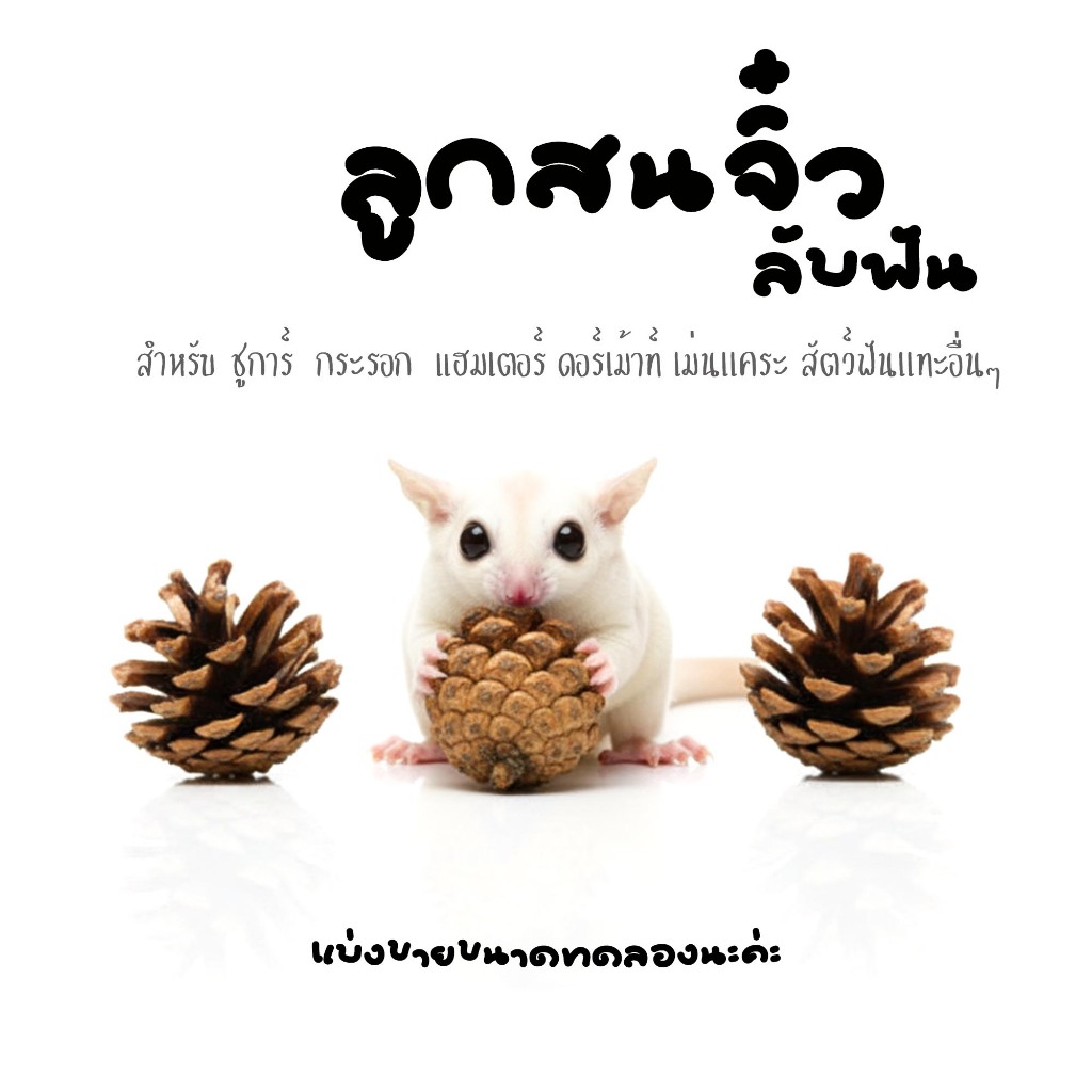 ลูกสน (ลูกสนจิ๋ว) เสริมพลังงานให้ แฮมเตอร์ กระต่าย ชูการ์ แฟตเทล ดอร์เม้าท์ อื่นๆ(แบ่งขาย1ลูก)