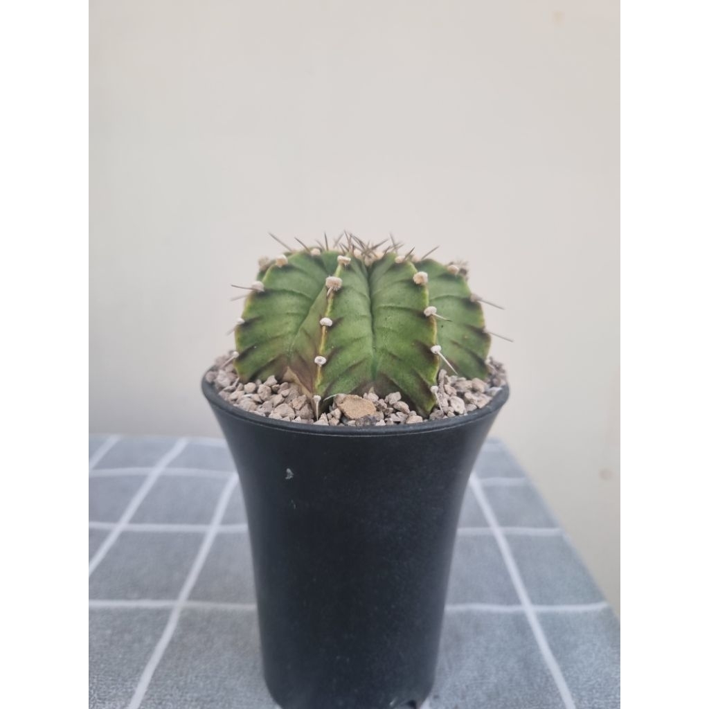 ยิมโนเขียว แคคตัส ต้นนี้มีคราบน้ำตรงโคน ขอคนรับได้นะคะ