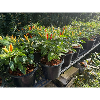 ต้นพริกงาช้าง-พริกงาช้างด่าง ติดเม็ดพริกทุกระถาง กระถาง 5-8 …