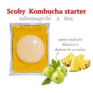 คอมบูชา หมักได้ 7 ลิตร Kombucha Scoby สโคบี้+น้ำหัวเชื้อหมักตั้งต้น 700ml พร้อมคู่มือการหมัก