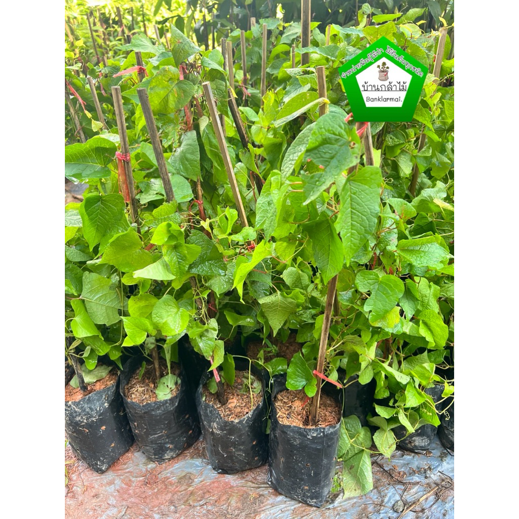 ต้นพวงชมพู  ต้นแข็งแรง 🌿 สินค้าเสียหาย แจ้งทางร้านได้เลยจ้า