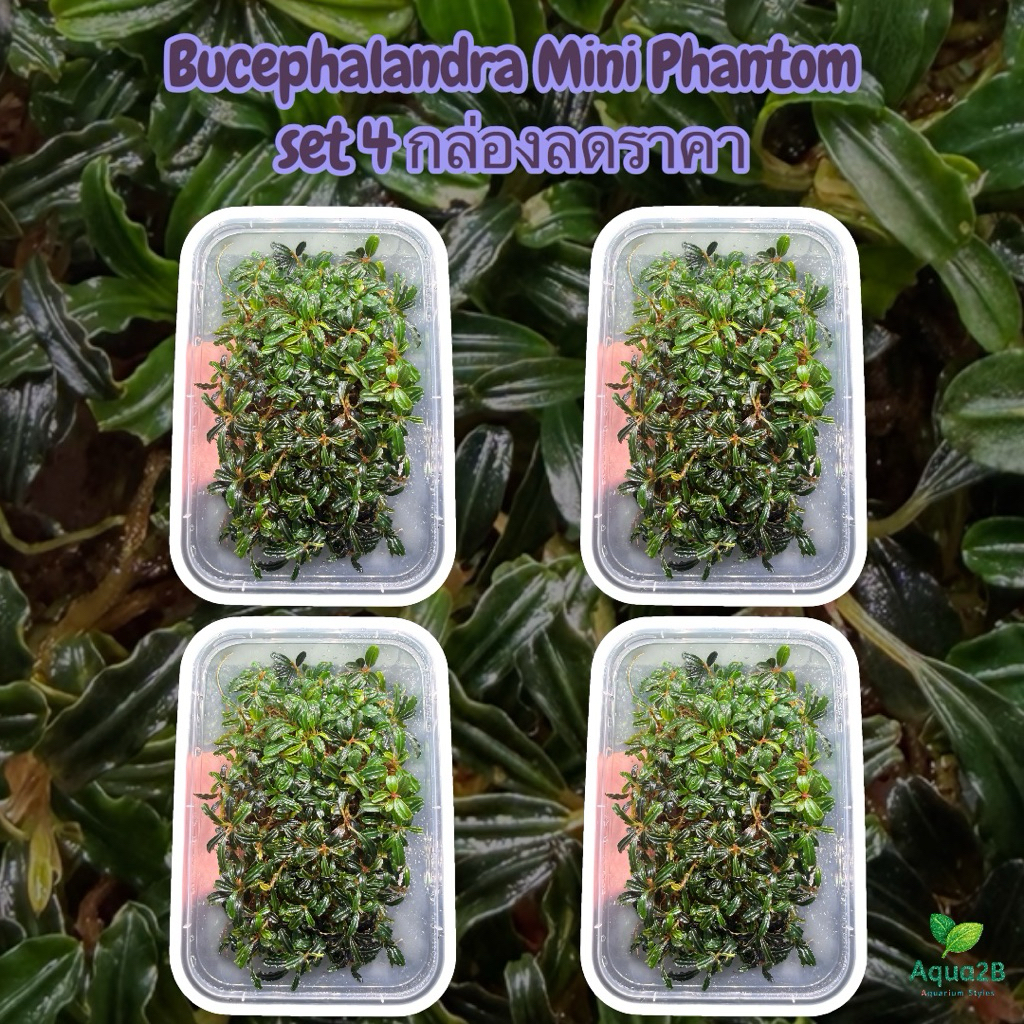 บูเซป bucephalandra Set สุดคุ้ม 4 กล่อง เลือกสายพันธุ์ได้ Mini phantom , mini boyan