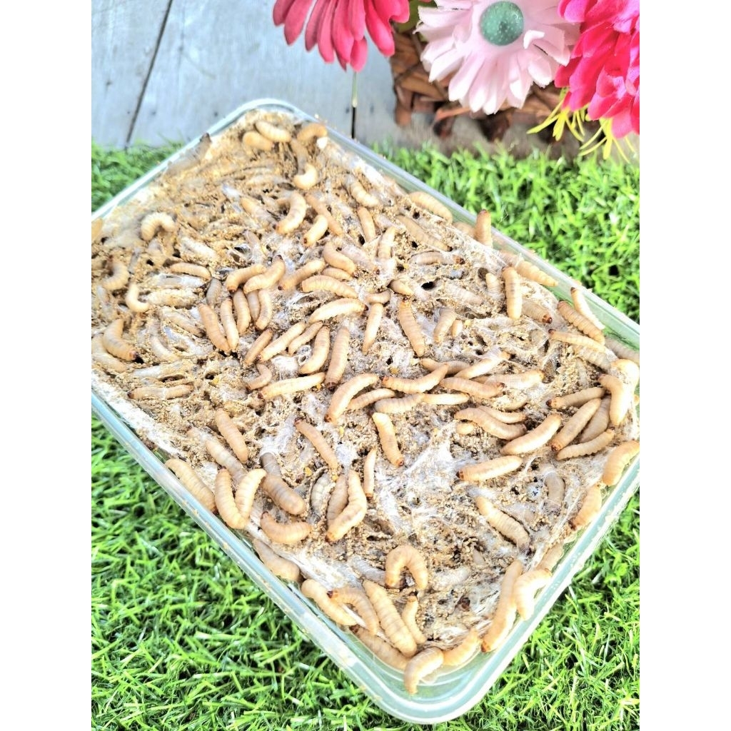 โปรตีนเสริมอาหารยังดีมากที่สุด