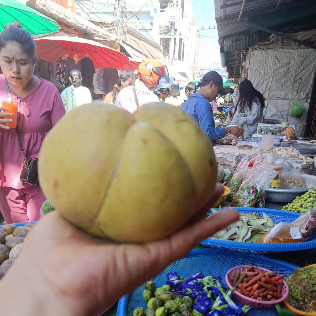 ผลมะตาดข้าวเหนียว1kilo(ผลแก่ขายแค่ในฤดูเท่านั้น)