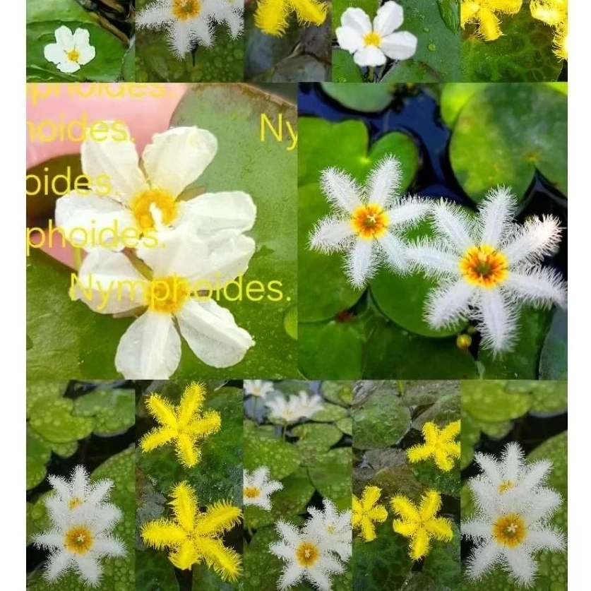 💮Nymphoides.💮บัวบาร์รูปห้วใจ💮น่ารักเลี้ยงง่าย*ดอกออกตลอดปี.💮ออกดอกทุกวัน💮อ่างปลาตุ้ปลา.+++.🥀