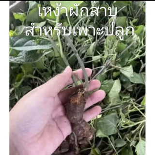 ผักสาบ ผักอีนูน 5 เหง้า 70 พร้อมส่ง