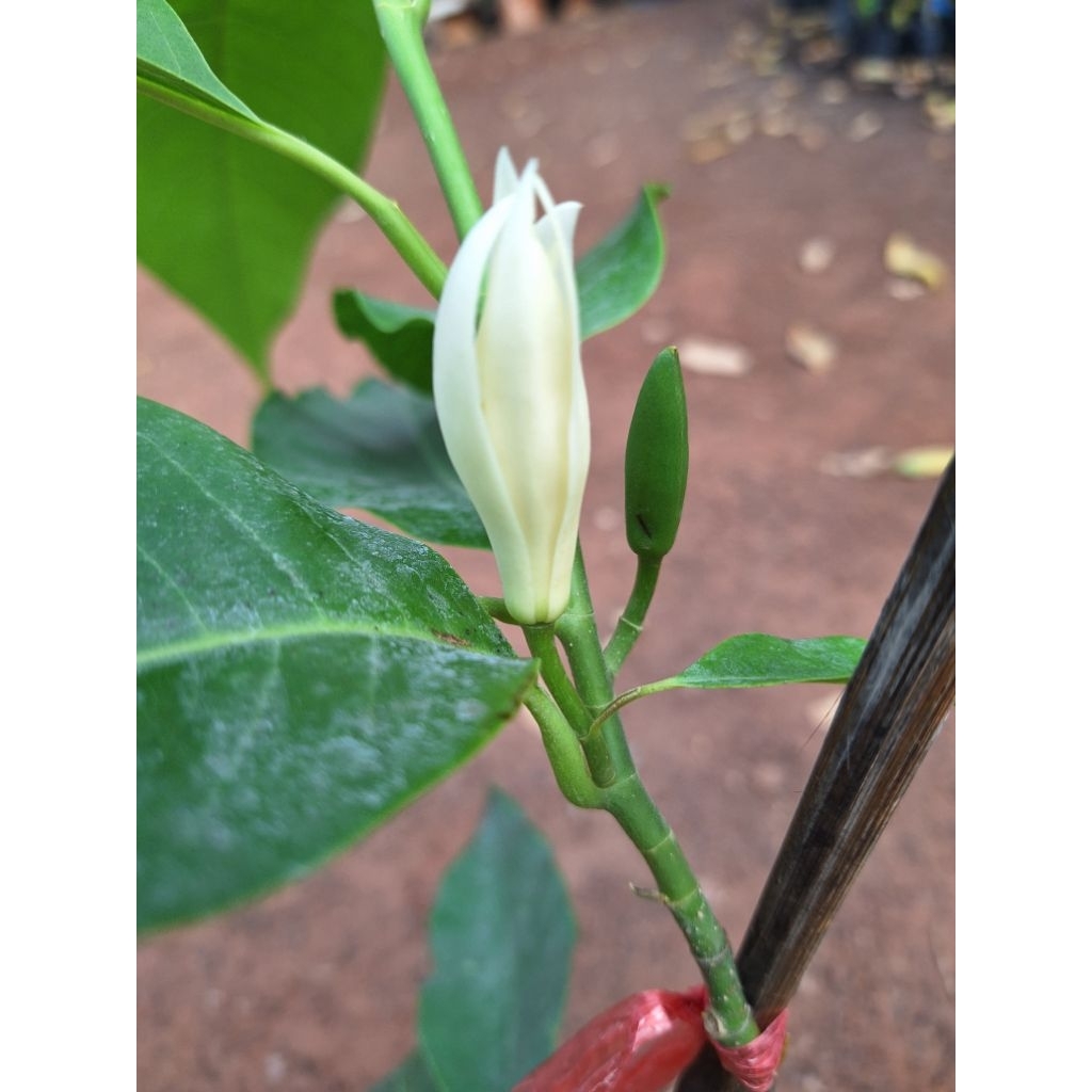 ต้นจำปี/แบบตอนกิ่ง/ขนาด50-60เซนฯ/ดอกมีกลิ่นหอมออกดอกตลอดทั้งปี - รูปที่ 4