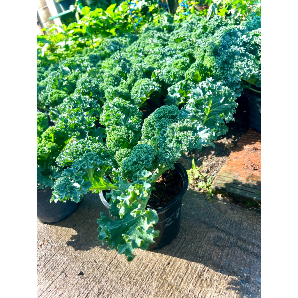 Yokohama Kale ต้น เคลโยโกฮามา เคลสายพันธุ์ญี่ปุ่น 🇯🇵 ราชินีผักใบ เคลใบหยิก ฟู ต้นแข็งแรง ใบหนา ทนทานต่อโรคและแมลง