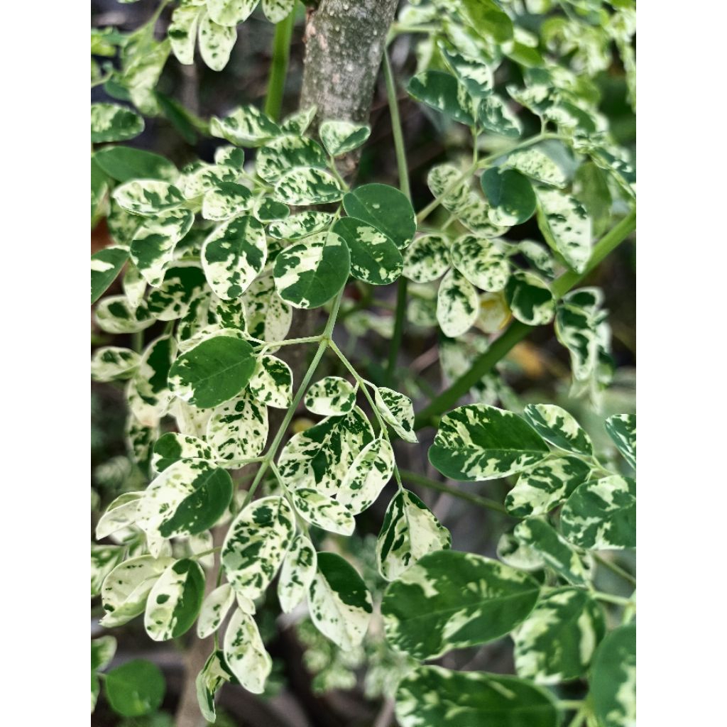 มะรุมด่าง(Moringa Variegated)