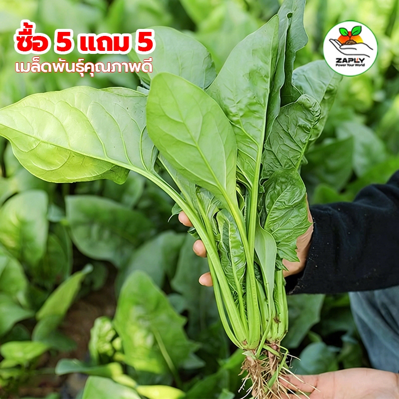 【ซื้อ 5 แถม 5 ฟรี】ผักโขมป๊อปอาย เมล็ด ผักโขม 500 เมล็ด งอกง่าย โตไว พุ่มใหญ่ ทานอร่อย