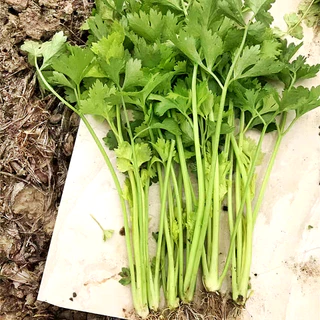 เมล็ดพันธุ์ คื่นฉ่ายจีน หนานหลิง Nan Ling Chinese Celery Seed 2000 เมล็ด คุณภาพดี ของแท้ 100%