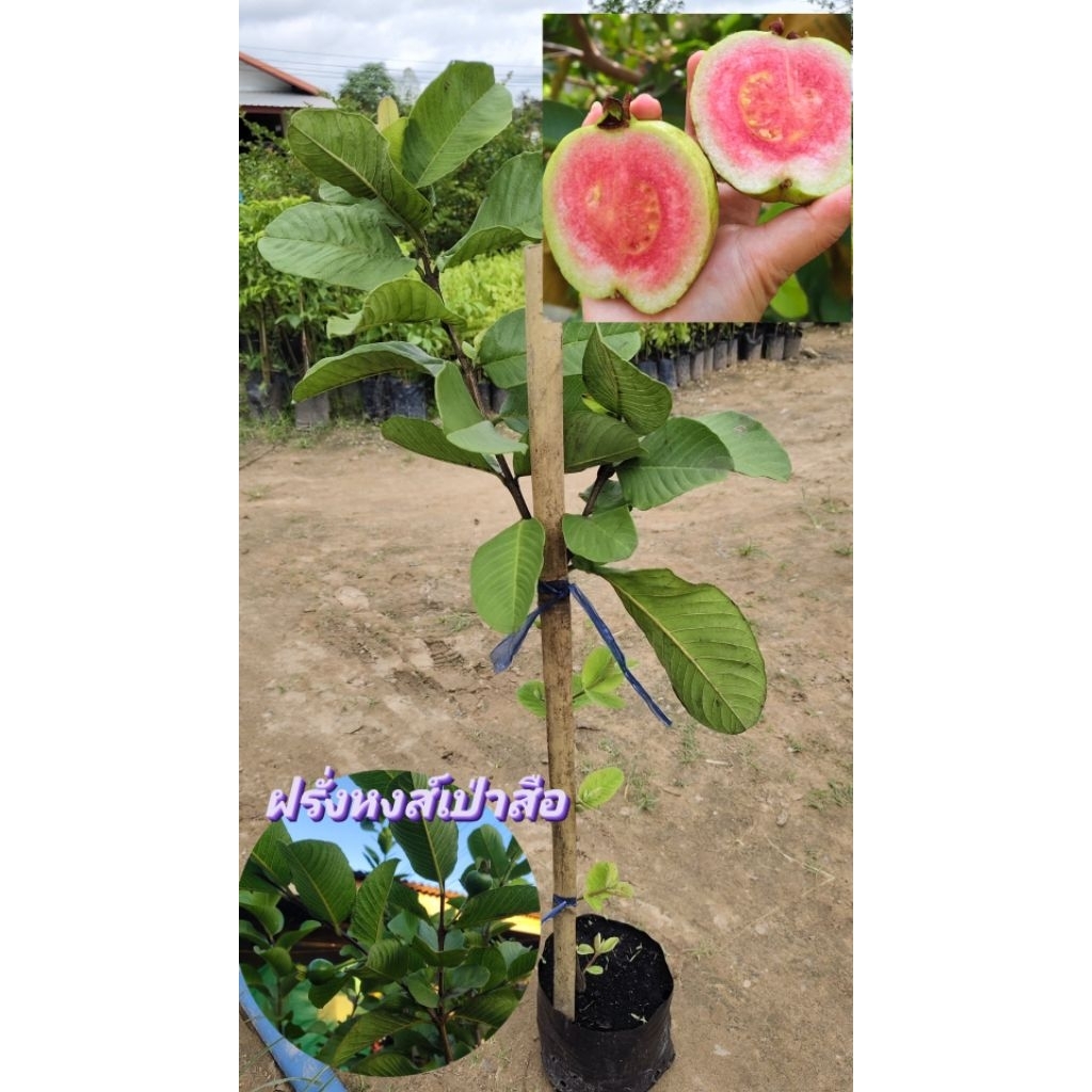 🍐 ฝรั่งหงส์เป่าสือ  แท้หวานกรอบ  ทาบกิ่ง เนื้อแน่น ลูกใหญ่ ติดผลง่าย!