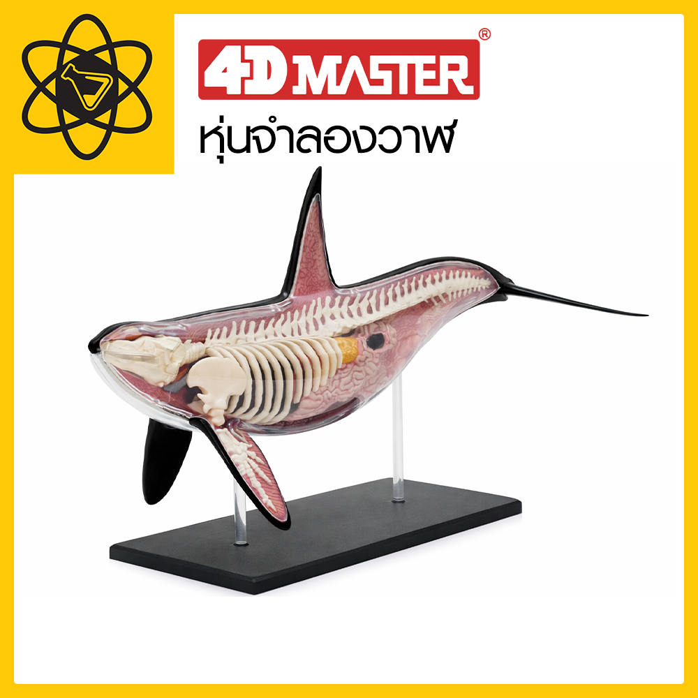 4D vision หุ่นจำลองวาฬ 4 มิติ