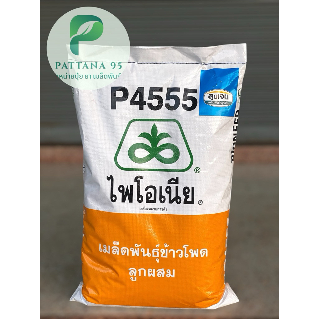 เมล็ดพันธุ์ข้าวโพด ไพโอเนีย P4555 «ลูมิเจน เมล็ดสีฟ้า» (3.5หุน) *ขนาด 10 กก. ฝักใหญ่ น้ำหนักดี ปลูกไ