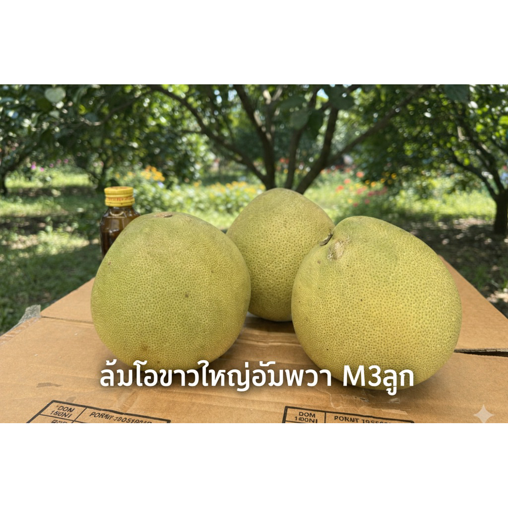 3ลูกM ส้มโอขาวใหญ่อัมพวา ขนาด M3ลูก น้ำหนักไม่ต่ำกว่า2.7กิโลกรัม