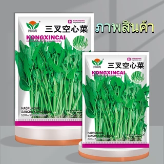 เมล็ด เมล็ดพันธุ์ผักบุ้งแก้ว เมล็ดผักบุ้งแก้ว พันธุ์สามแฉก งอกดี โตเร็ว ยอดอ่อน สำหรับสวนครัว