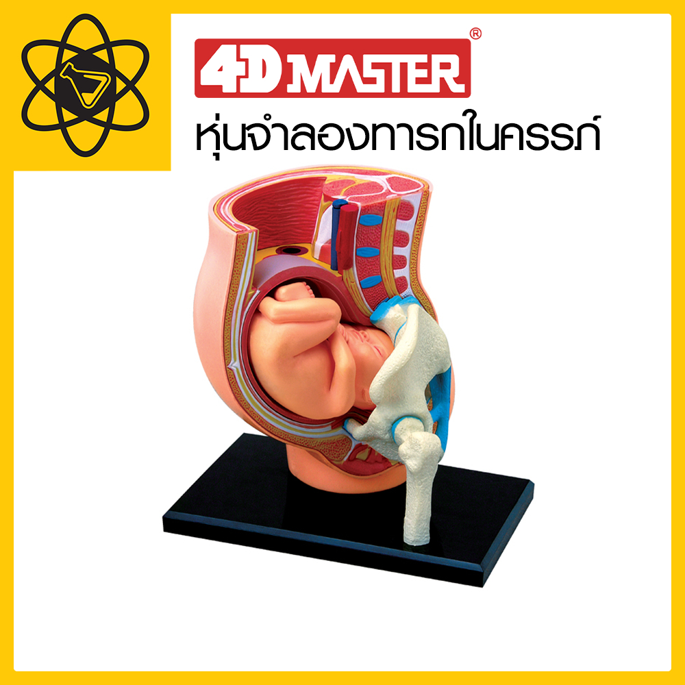 4D Vision หุ่นจำลองทารกในครรภ์ 4 มิติ