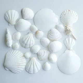 เปลือกหอย เจาะรู 50g เปลือกหอยเจาะรู พร้อมใช้ เปลือกหอยรวม คละลาย DIY งานฝีมือ หอยเจาะ