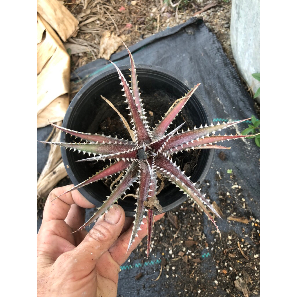 สัปะรดสี ดิกเกีย dyckiaสัปะรดหนาม