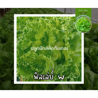 ฟิลเล่ย์เมล็ดดำ ที่นิยมกัน 300 เมล็ด คัดเกรด AAA+ ส่วนลด ราคาถูกลง อัตราการงอกดีเยี่ยม คัดมือ100%