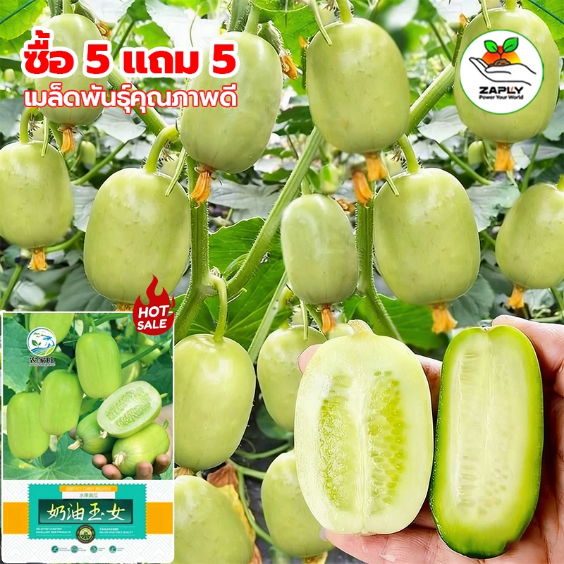 10 เมล็ด ซื้อ 5 แถม 5 ฟรี แตงกวาลูกดก เมล็ดพันธุ์แตงกวาลูกดก งอกง่าย โตไว ผลดกมากก ผลแตงกวาสด แตงกวาไร้หนาม