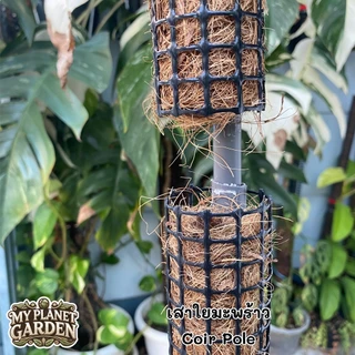 Moss Pole, Coco coir Pole, เสาไม้เลื้อย, เสามอส, เสาใยมะพร้าว, หลักไม้เลื้อย