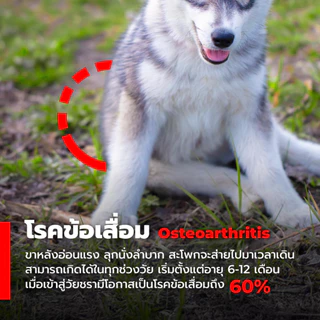 Antinol Dog แอนทินอล อาหารเสริมสุนัข บำรุงข้อ บำรุงข้อต่อ สกัดจากธรรมชาติ (1 กล่อง/60 เม็ด)