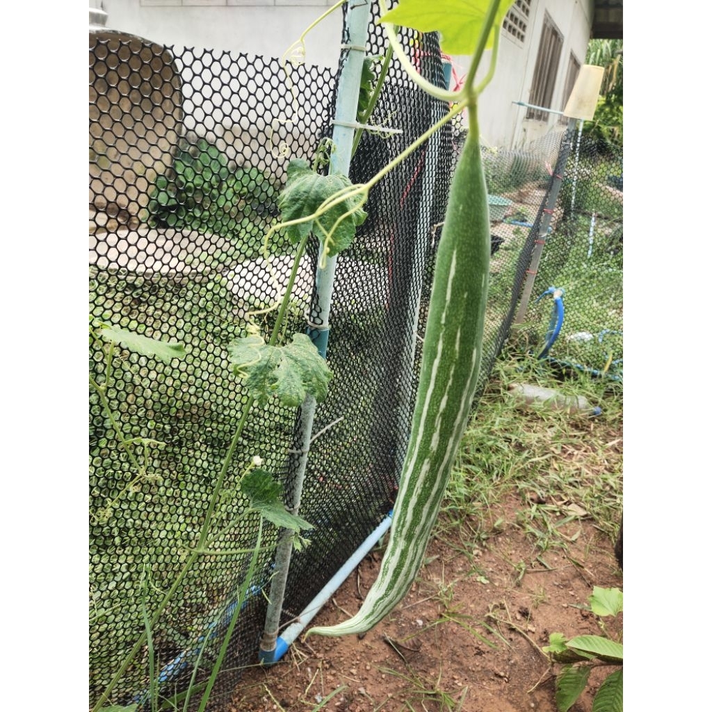 เมล็ดพันธุ์บวบงู 30 เมล็ด เก็บเมล็ดปลูกต่อได้