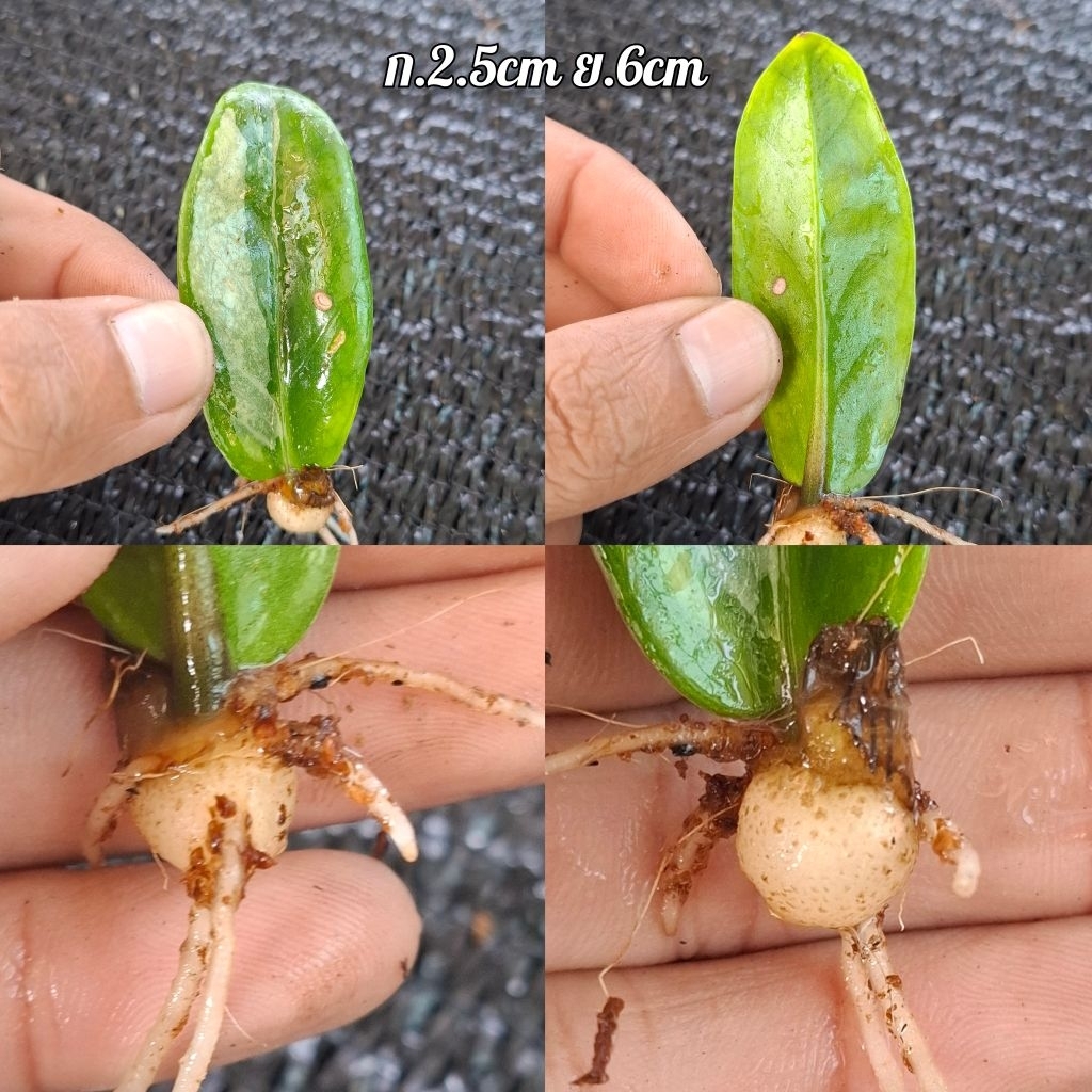 กวักมรกตเเคระด่างเหลืองสวยๆ (ใบชำเมื่อวันที่ 05/12/68) กระถาง 3