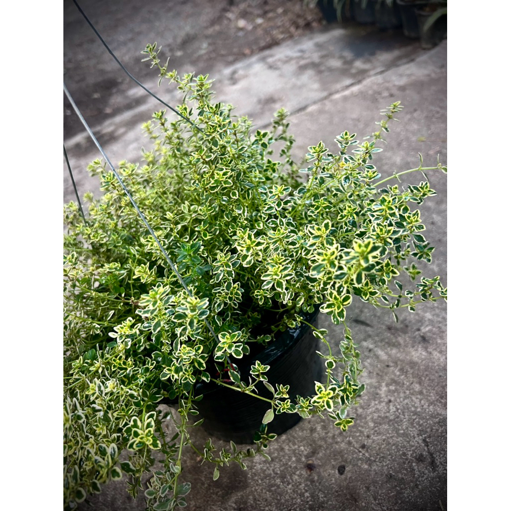 Variegated Thyme / Silver Thyme ต้น ไทม์ใบด่าง นิยมปลูกประดับ หรือสมันไพรฝรั่งใช้ปรุงอาหาร ตกแต่งจานอาหาร มีกลิ่นหอม
