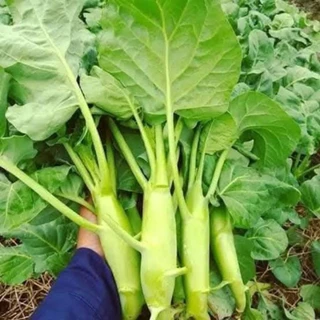 เมล็ดพันธุ์คะน้าเห็ดหอม2,000 เมล็ด 39 บาท