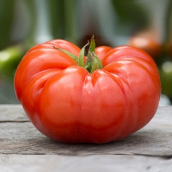 ( Pearl Tomato Seeds) บรรจุ 200 เมล็ด เมล็ดพันธุ์ มะเขือเทศ คอสโตลูโต คุณภาพดี ของแท้ 100% High yiel