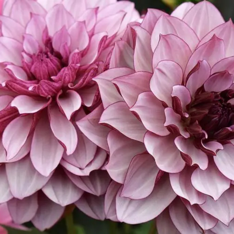 100เมล็ด Dahlia Flower Seeds เมล็ดพันธุ์ ดอกรักเร่คละสี การันตีอัตรางอก เมล็ดพันธุ์ดอกไม้ ไม้ประดับ พันธุ์ดอกไม้ บอนสี - รูปที่ 4