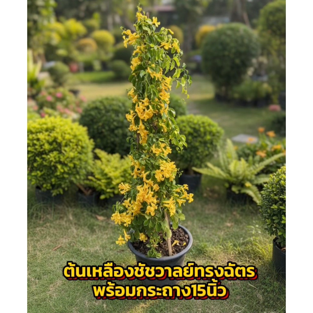 ต้นเหลืองชัชวาลย์ทรงฉัตร ขนาด150cm ดอกสีเหลือง ติดดอกทั้งปีเป็นเถาไม้เลื้อย สวยงามตลอดปี