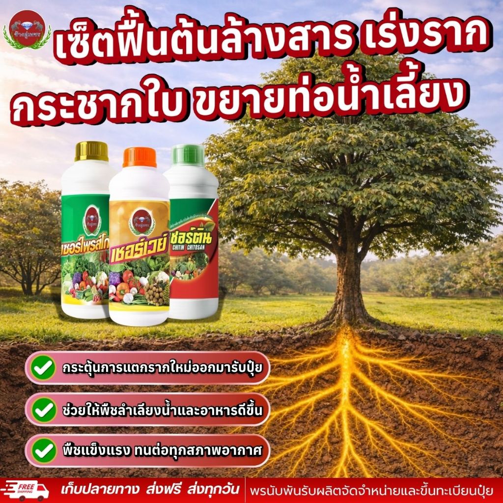 ชุดฟื้นต้นทุเรียน เร่งรากทุเรียน ล้างสารสะสม กระชากใบ ขยายท่อน้ำเลี้ยง ทุเรียนโทรม ใบเหลือง แตกยอดไว