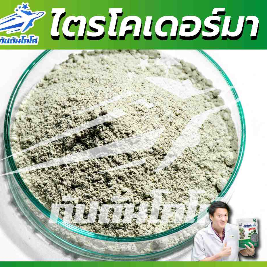กัปตันไตรโค ไตรโคเดอร์ม่า สายพันธุ์คู่ สูตรเข้มข้น แบบผง(100กรัม)  ปลอดภัย 100 % รูปที่ 2