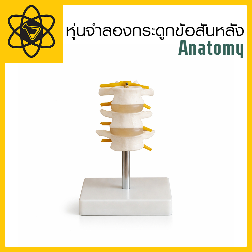 หุ่นจำลองกระดูกข้อสันหลัง Anatomy หุ่นฝึกทักษะทางการแพทย์