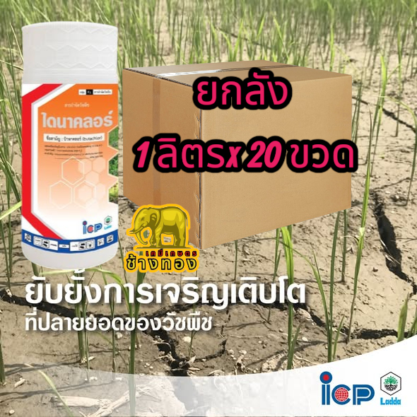 ไดนาคลอร์ ยกลัง 1 ลิตรx20 ขวด คุมเลน 0-3 วัน กำจัดหญ้าดอกขาว หญ้าข้าวนก หญ้าแดง ผักปอดนา หนวดปลาดุก