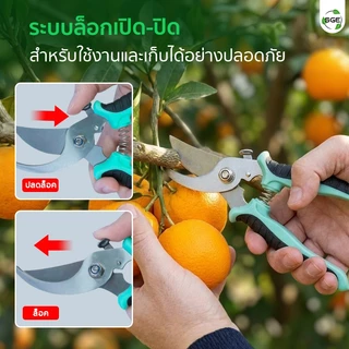 SGE กรรไกรตัดกิ่ง ตัดแต่งกิ่ง ปากโค้ง ขนาด 7 นิ้ว ตัดกิ่งหนาขาดในครั้งเดียว ตอบโจทย์งานเกษตรทุกชนิด