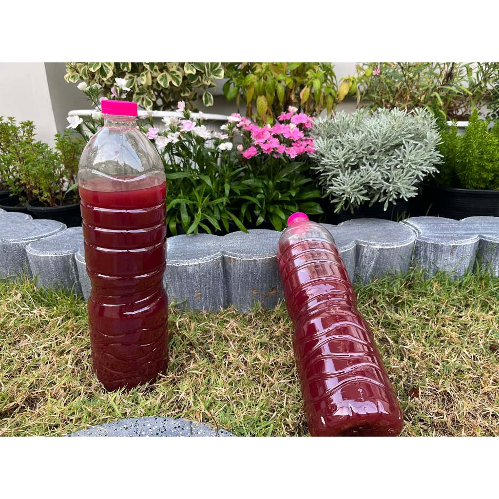 จุลินทรีย์สังเคราะห์แสง(Photosynthetic Bacteria - PSB)