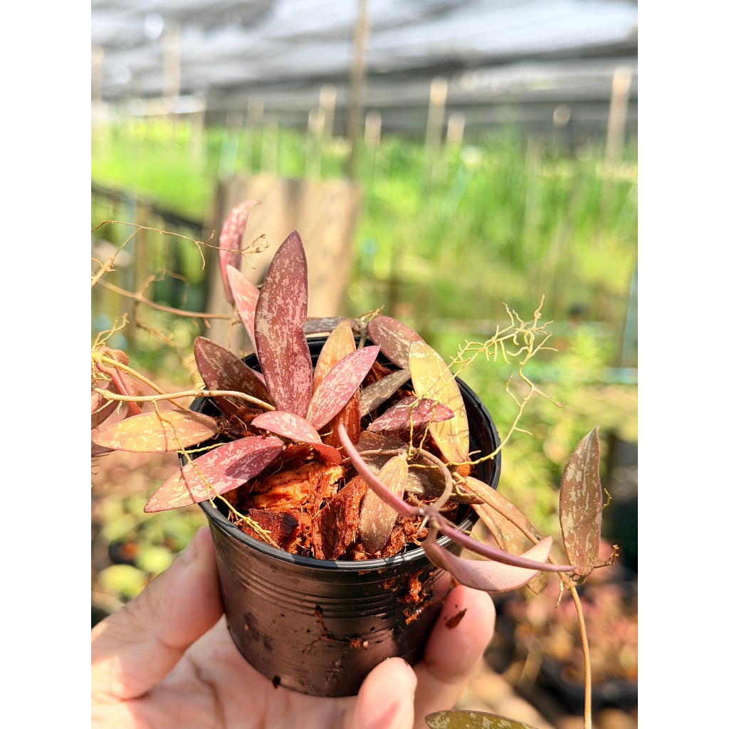 มุมมอง 5