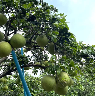 [ผิวไม่สวย ทรงไม่สวย ผึ่งแล้ว] ส้มโอขาวใหญ่อัมพวา ขายเป็นกิโล - คละไซส์ใน แต่ละโล