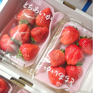 Tochiaika Strawberry สตรอว์เบอร์รีโทชิไอคะ นำเข้าจากญี่ปุ่น …
