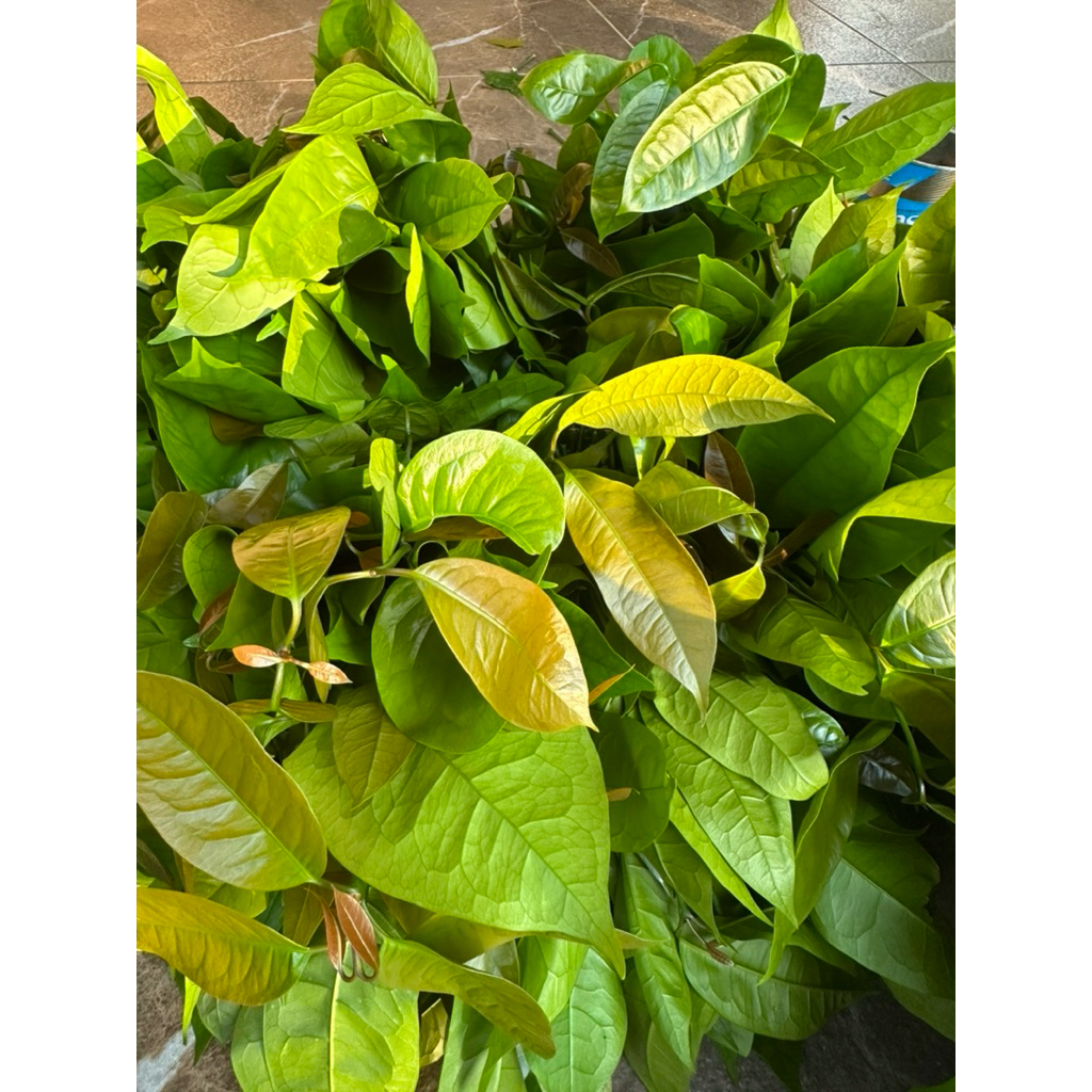 ใบเหลียงผักเหลียง ผักบ้านๆ ปลอดสารพิษ