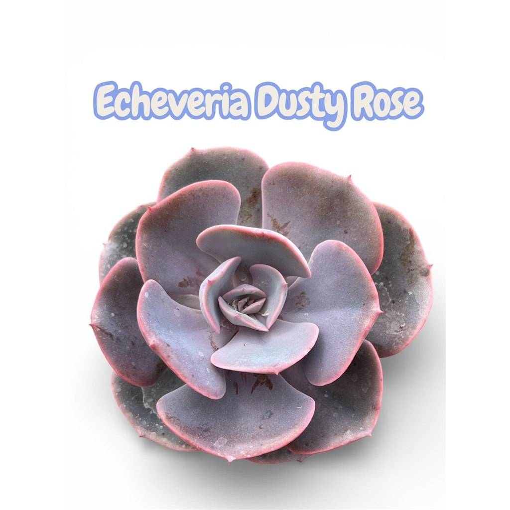 Echeveria Dusty rose กุหลาบหิน ไม้อวบน้ำ กระถาง 2 นิ้ว